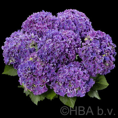 Curly® Sparkle<br>blue purple