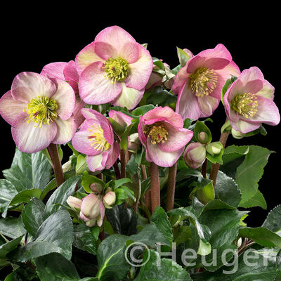 HGC® Ice&nbsp;N'&nbsp;Roses®<br>Rosetta