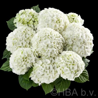 hortensie_bianco_weiß_ball_einfach