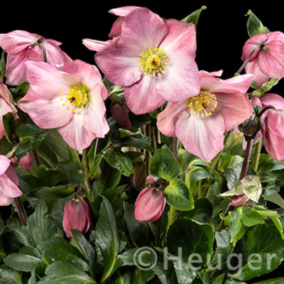 Flowering plants - Heuger