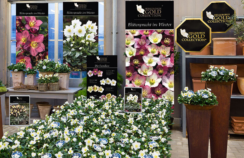 Helleborus Gold Collection®