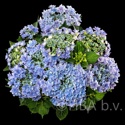 Floria blue