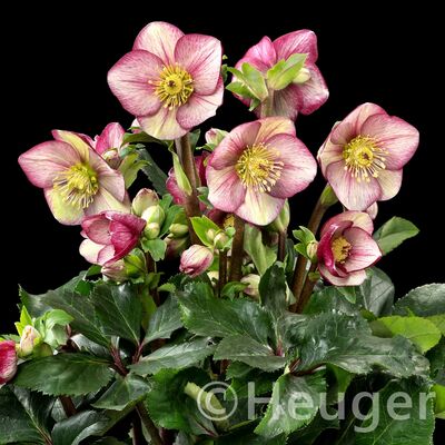 HGC® Ice&nbsp;N'&nbsp;Roses®<br>Carlotta