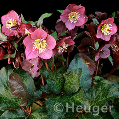 HGC® Ice&nbsp;N'&nbsp;Roses®<br>Megan&nbsp;Marble