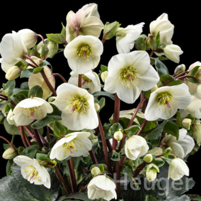 HGC® Ice&nbsp;N'&nbsp;Roses® White Ivory