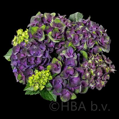 Radiance purple