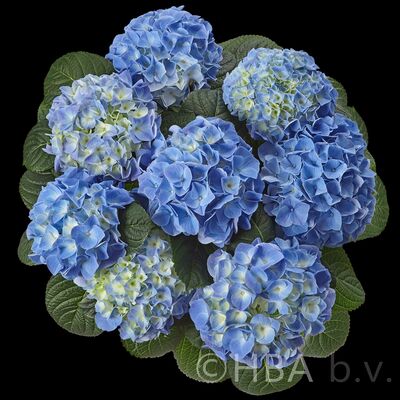 Fabolo blue