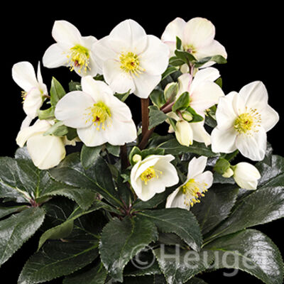 HGC® Ice&nbsp;N'&nbsp;Roses®<br>Ivory Blush