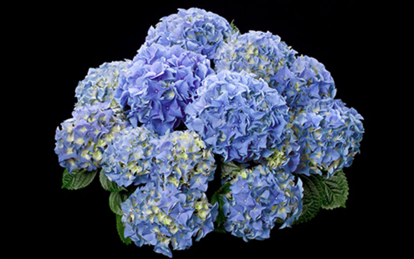 Hydrangea flowering plants