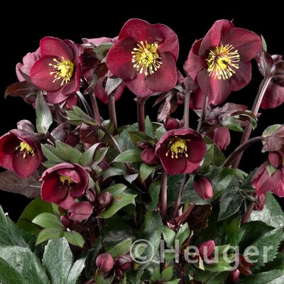 HGC® Ice&nbsp;N'&nbsp;Roses®<br>Merlot