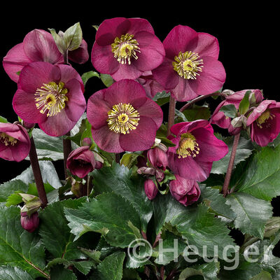 HGC® Ice&nbsp;N'&nbsp;Roses®<br>Bennotta