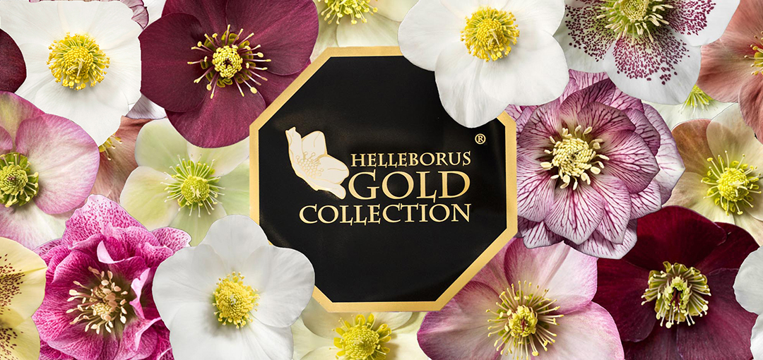 Helleborus Gold Collection®