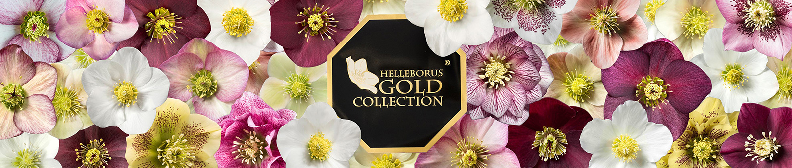 Helleborus Gold Collection®