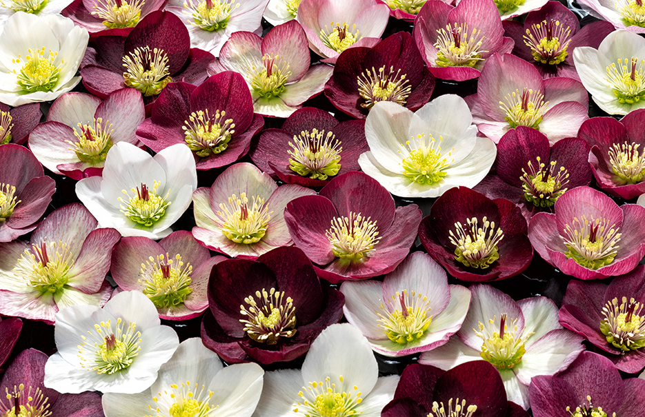 Helleborus