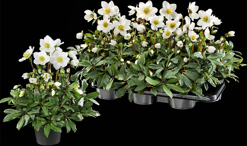 Helleborus flowering plants