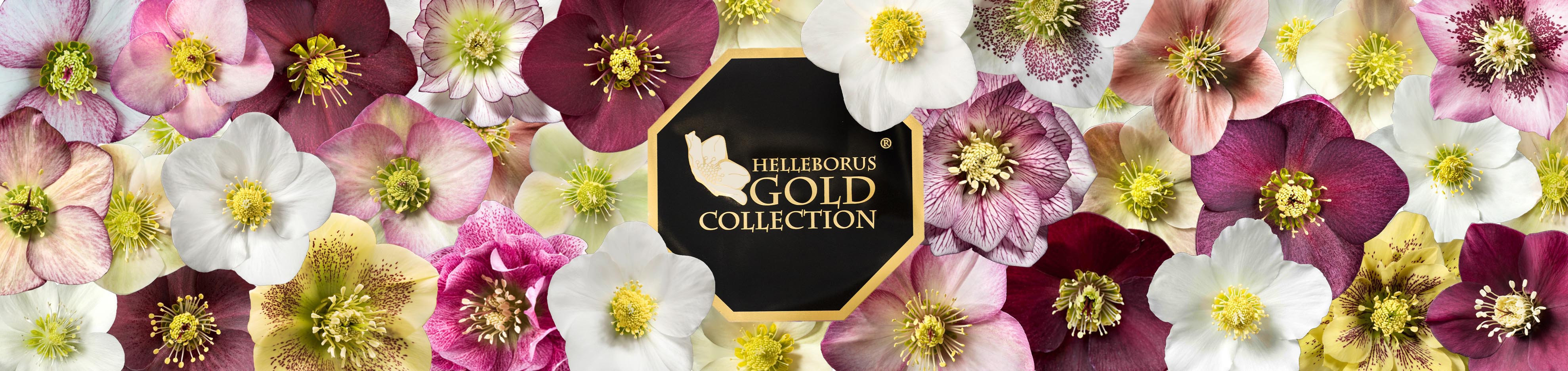 Helleborus Gold Collection Familie