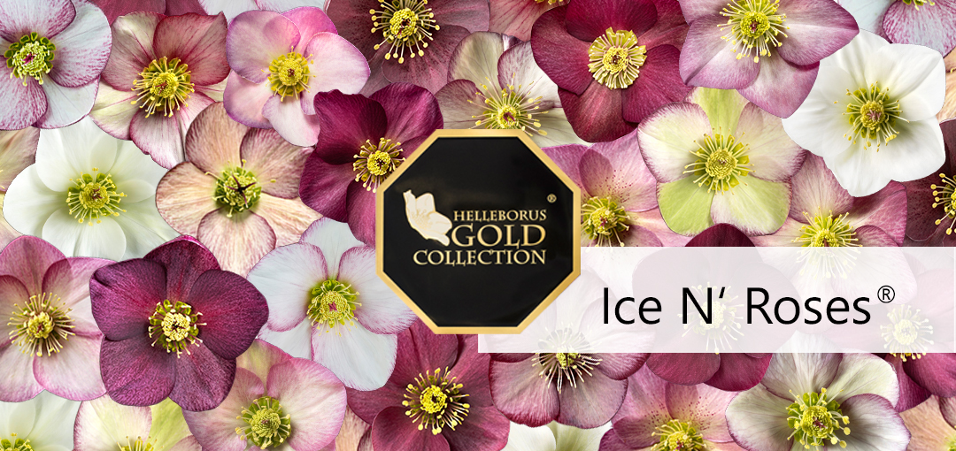 Ice N' Roses®