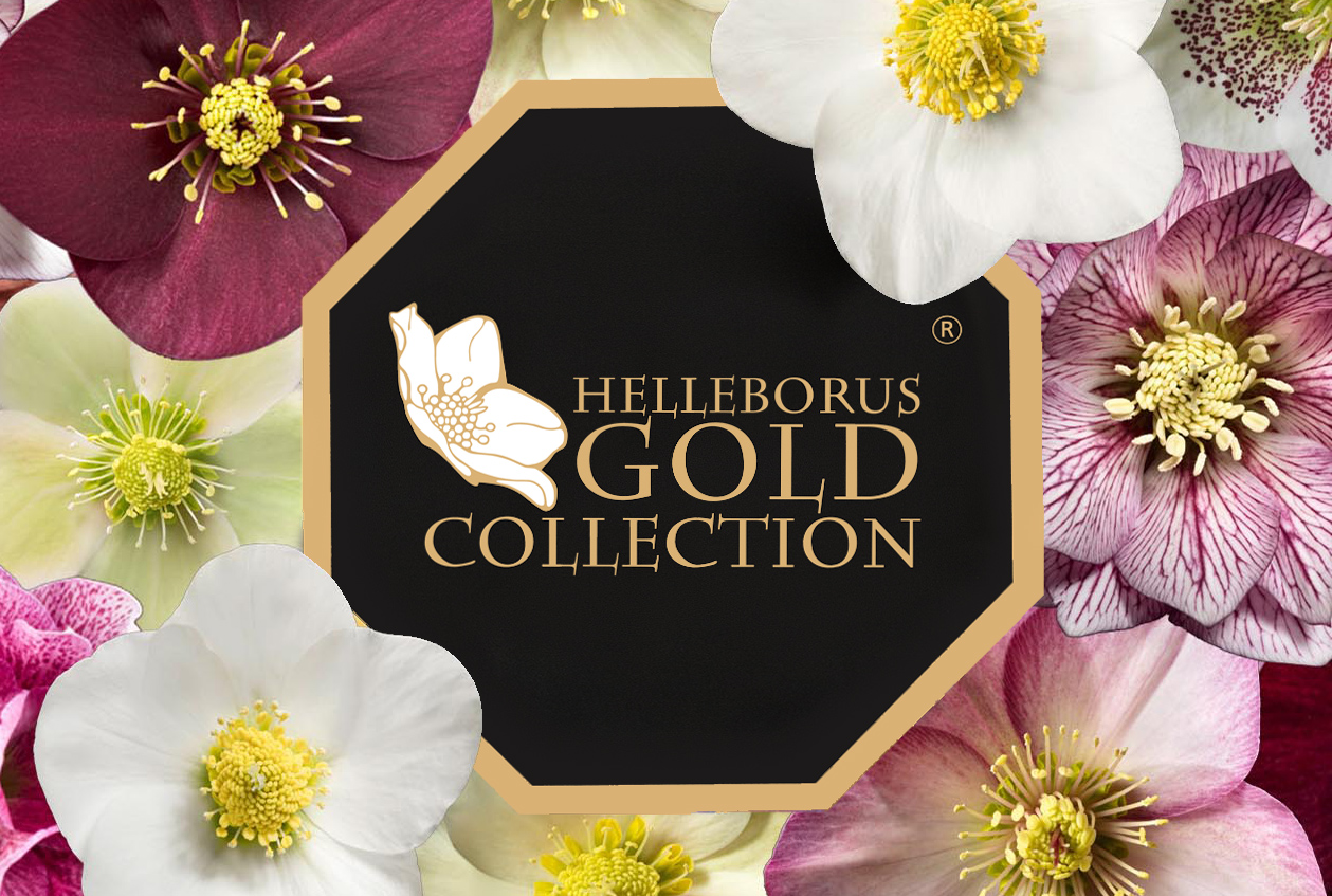 Helleborus Gold Collection