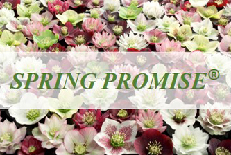 Spring Promise